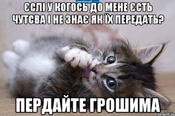 Єслі у когось до мене єсть чутсва і не знає як їх передать? Пердайте грошима, Мем  котенок