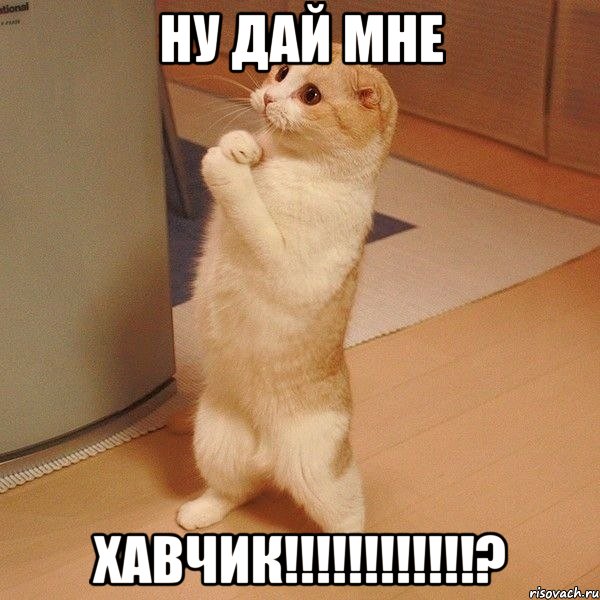 Ну дай мне ХАВЧИК!!!!!!!!!!!!?, Мем  котэ молится