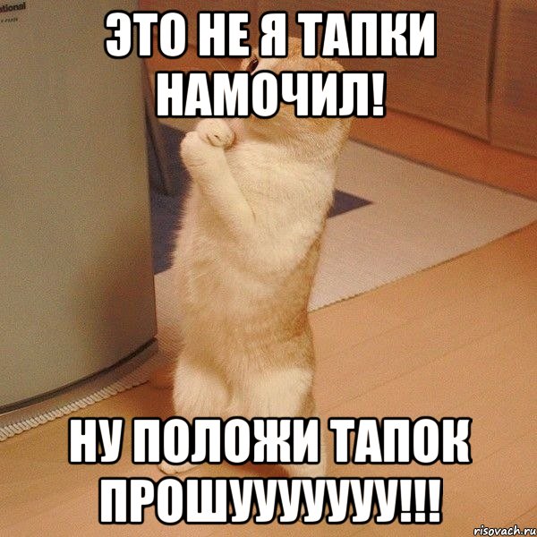 Это не я тапки намочил! НУ ПОЛОЖИ ТАПОК ПРОШУУУУУУУ!!!, Мем  котэ молится