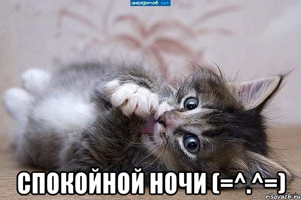  Спокойной ночи (=^.^=)