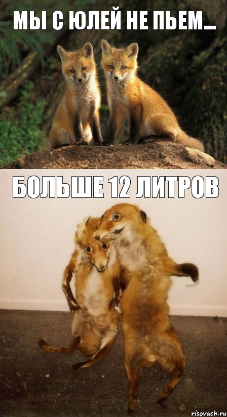 мы с Юлей не пьем... больше 12 литров, Комикс Лисицы