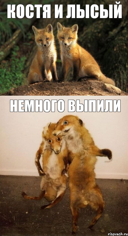 костя и лысый немного выпили, Комикс Лисицы