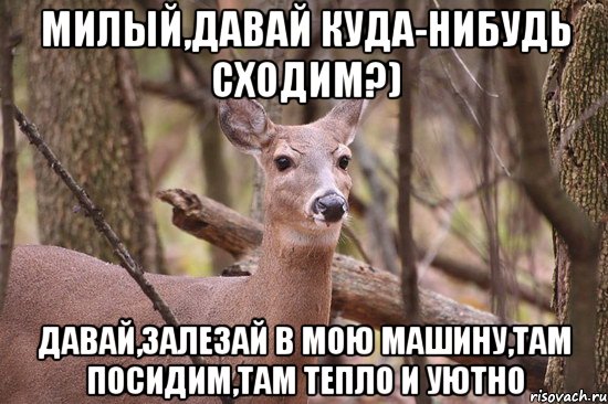 Милый,давай куда-нибудь сходим?) давай,залезай в мою машину,там посидим,там тепло и уютно, Мем Наивная олениха