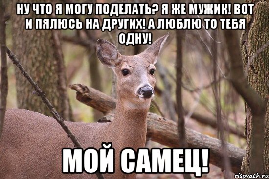 ну что я могу поделать? я же мужик! вот и пялюсь на других! а люблю то тебя одну! Мой самец!, Мем Наивная олениха