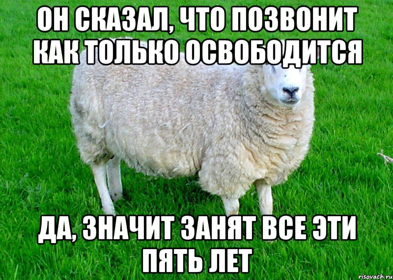 Как говорит баран. Наивная овца. Мемы про овец. Ты овца.