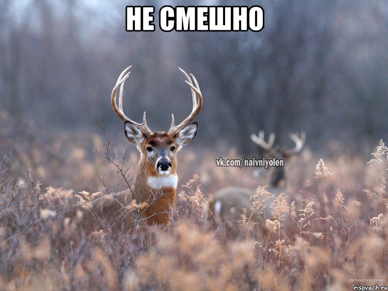 не смешно , Мем   Наивный олень