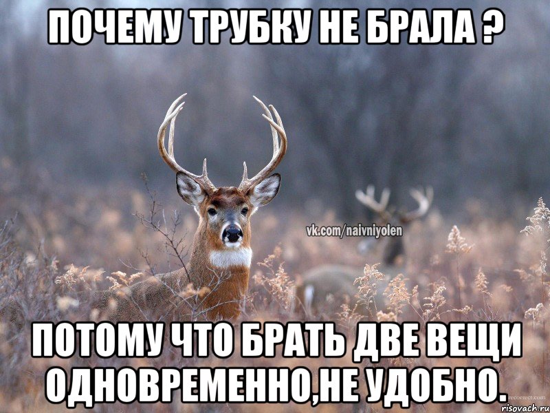 Почему трубку не брала ? Потому что брать две вещи одновременно,не удобно., Мем   Наивный олень