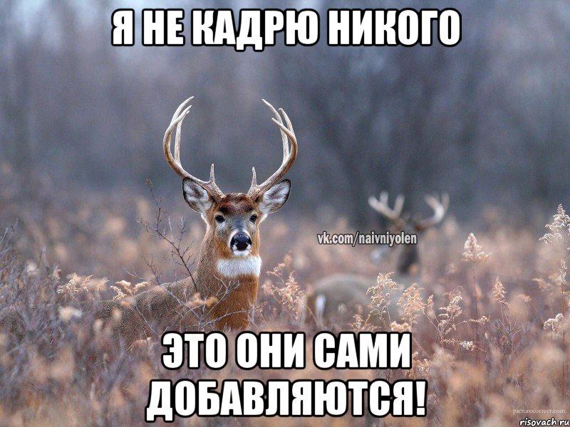 я не кадрю никого это они сами добавляются!, Мем   Наивный олень