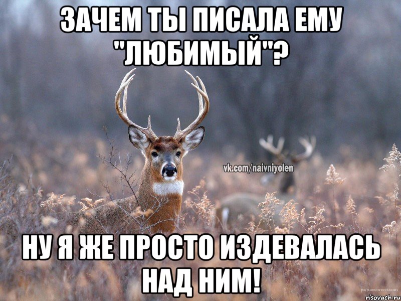 Зачем ты писала ему "любимый"? Ну я же просто издевалась над ним!, Мем   Наивный олень