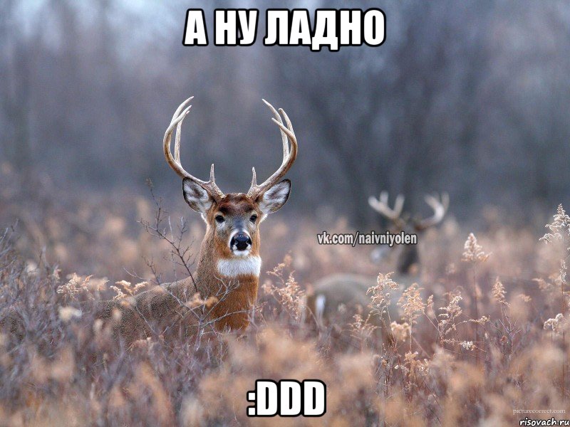 а ну ладно :DDD, Мем   Наивный олень