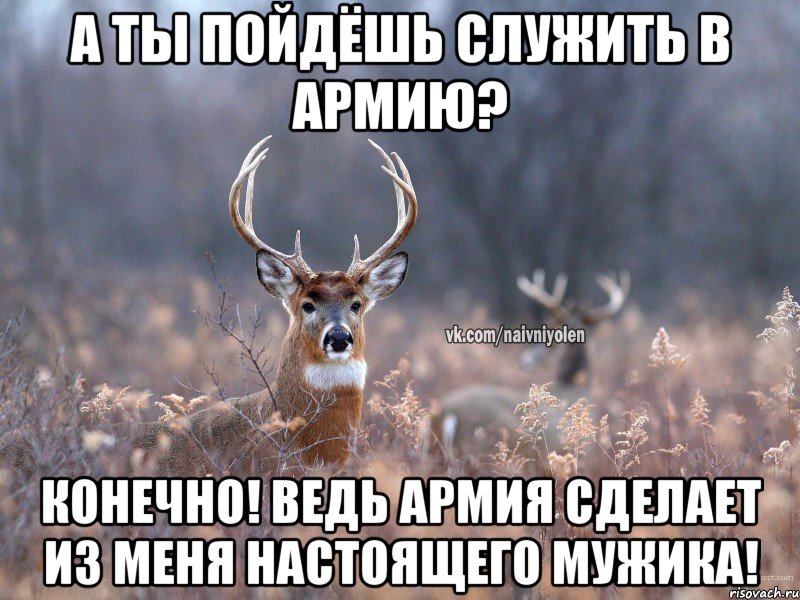 А ты пойдёшь служить в армию? Конечно! Ведь армия сделает из меня настоящего мужика!, Мем   Наивный олень