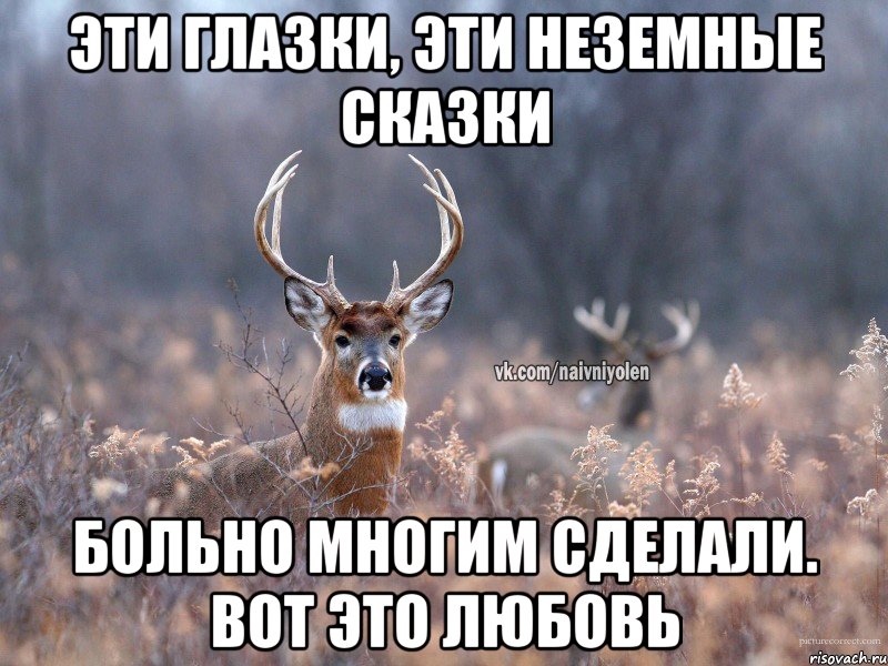 Эти глазки, эти неземные сказки Больно многим сделали. Вот это любовь, Мем   Наивный олень