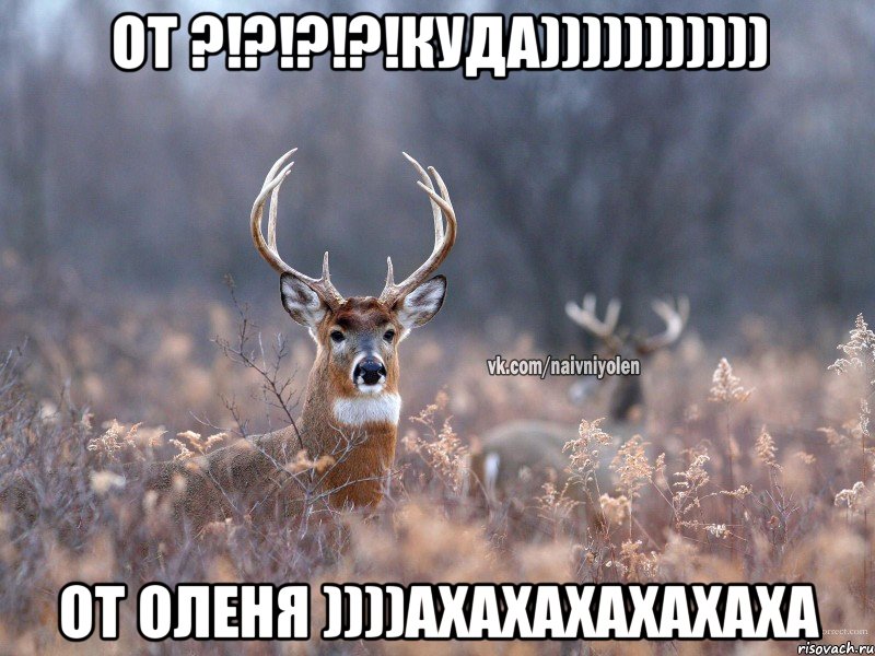 от ?!?!?!?!КУДА))))))))))) от ОЛЕНЯ ))))ахахахахахаха, Мем   Наивный олень