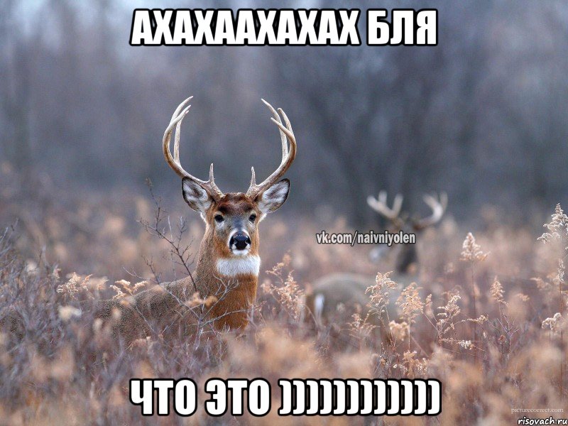 ахахаахахах бля что ЭТО )))))))))))), Мем   Наивный олень