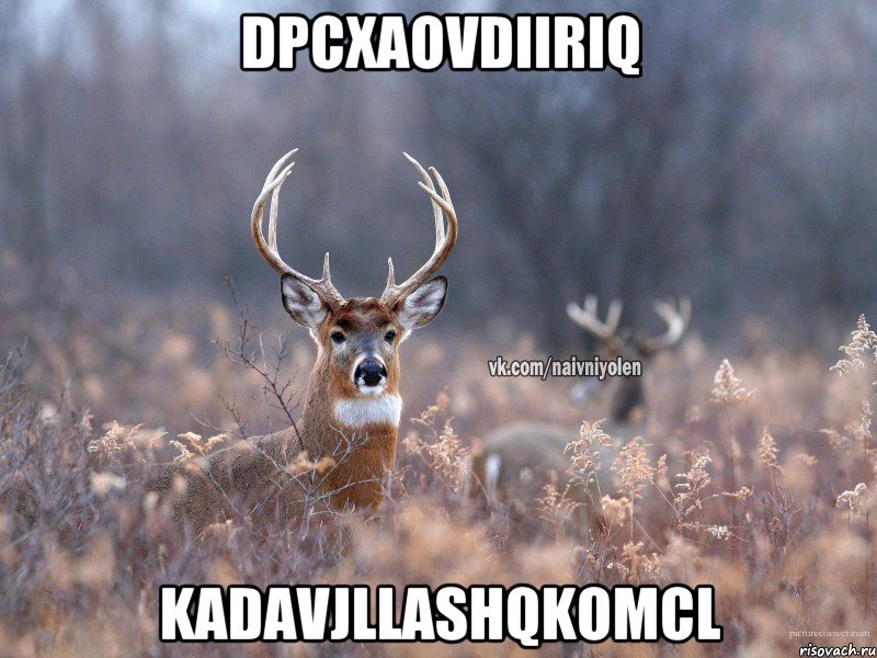 dpcXaOVdiIriq KAdaVjLlashQkOmcl, Мем   Наивный олень