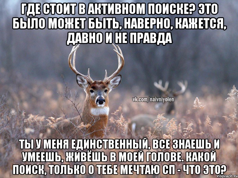 Где стоит в активном поиске? Это было может быть, наверно, кажется, давно и не правда Ты у меня единственный, все знаешь и умеешь, живёшь в моей голове. Какой поиск, только о тебе мечтаю СП - что это?, Мем   Наивный олень