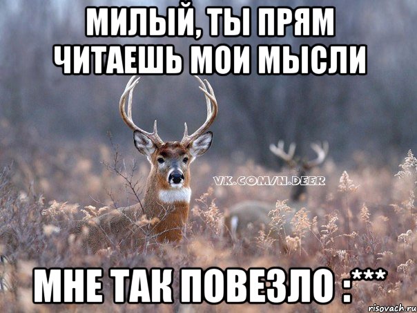 милый, ты прям читаешь мои мысли мне так повезло :***, Мем   Наивный олень