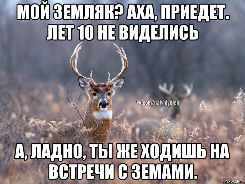 Мой земляк? Аха, приедет. Лет 10 не виделись А, ладно, ты же ходишь на встречи с земами., Мем   Наивный олень