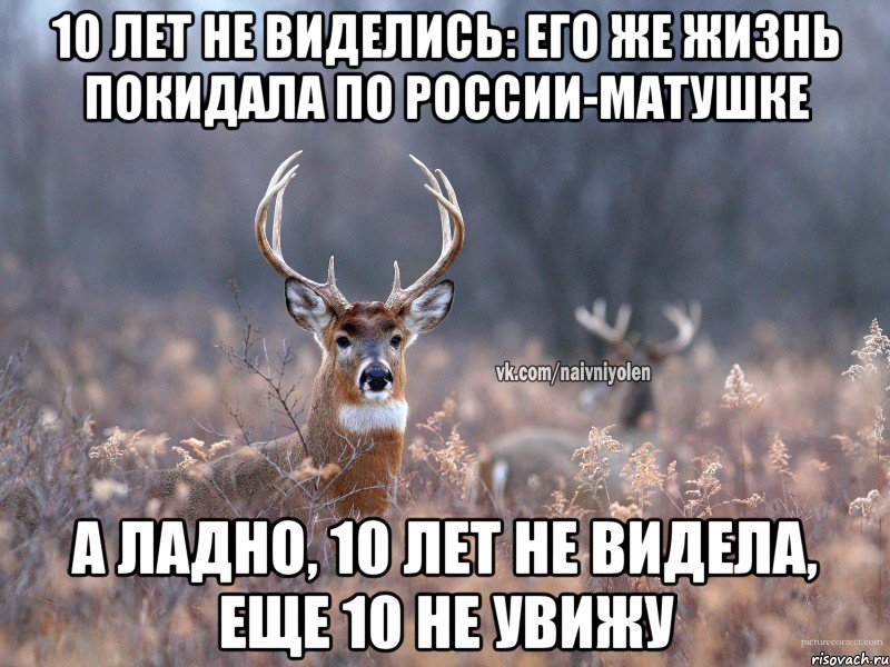 10 лет не виделись: его же жизнь покидала по россии-матушке А ладно, 10 лет не видела, еще 10 не увижу, Мем   Наивный олень