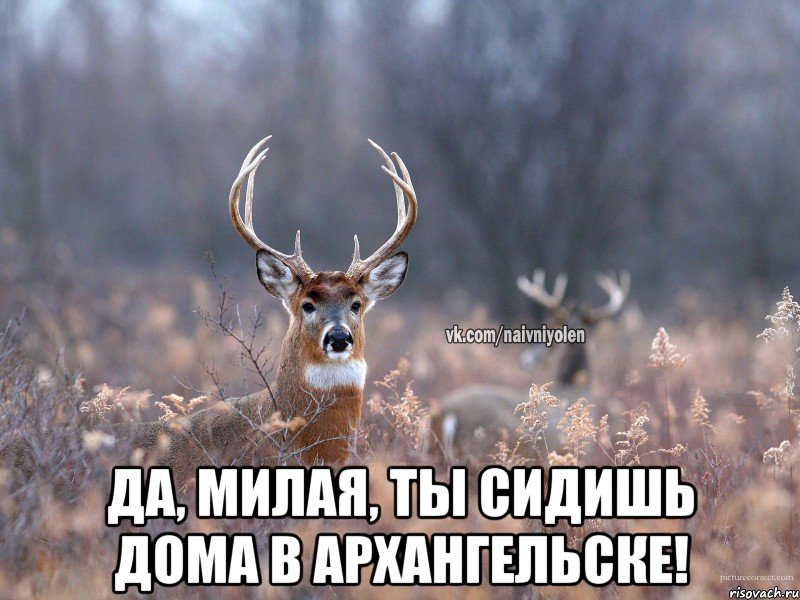  Да, милая, ты сидишь дома в Архангельске!, Мем   Наивный олень