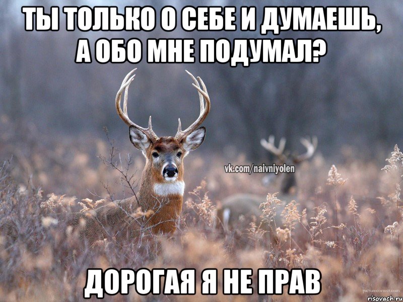 Ты только о себе и думаешь, а обо мне подумал? Дорогая я не прав, Мем   Наивный олень