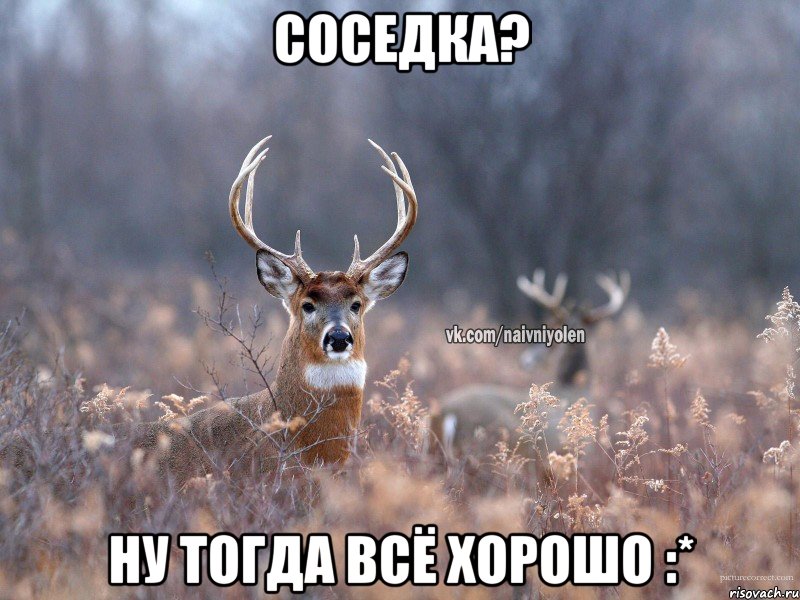 СОСЕДКА? НУ ТОГДА ВСЁ ХОРОШО :*, Мем   Наивный олень