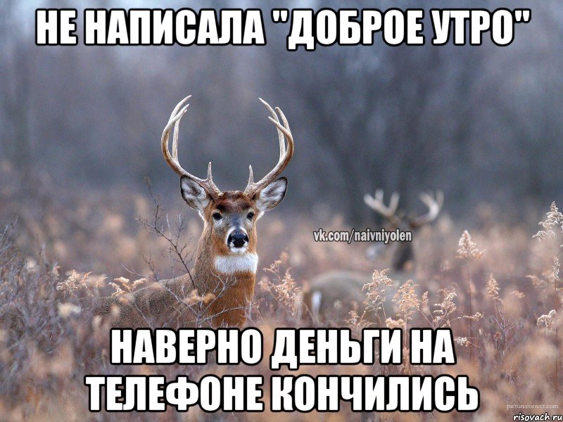 не написала "Доброе утро" наверно деньги на телефоне кончились, Мем   Наивный олень