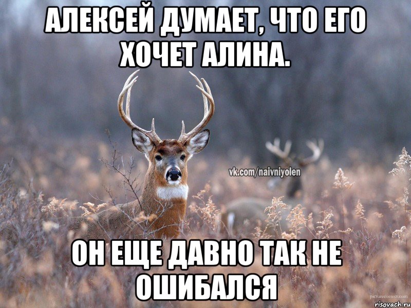 Алексей думает, что его хочет Алина. Он еще давно так не ошибался, Мем   Наивный олень