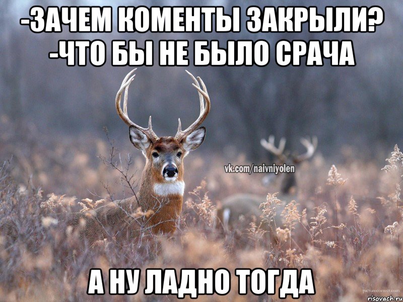 -зачем коменты закрыли? -что бы не было срача а ну ладно тогда, Мем   Наивный олень