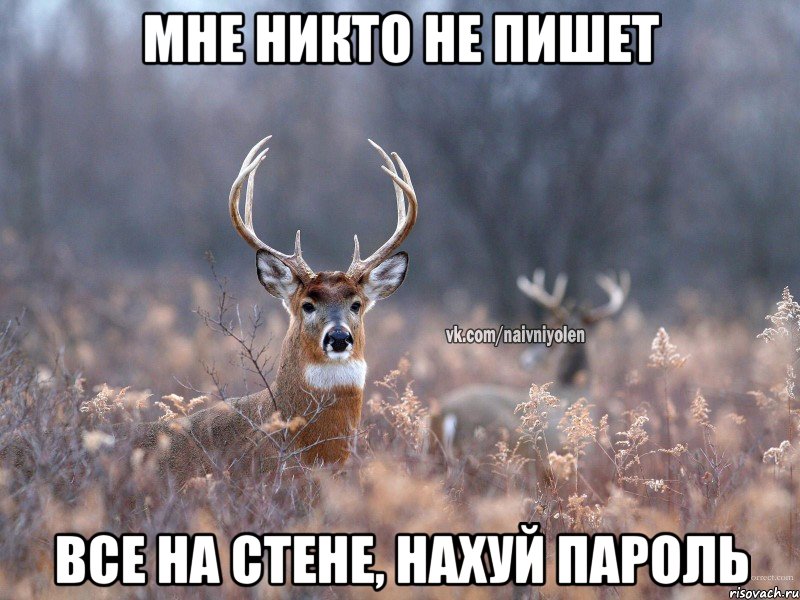 Мне никто не пишет Все на стене, нахуй пароль, Мем   Наивный олень