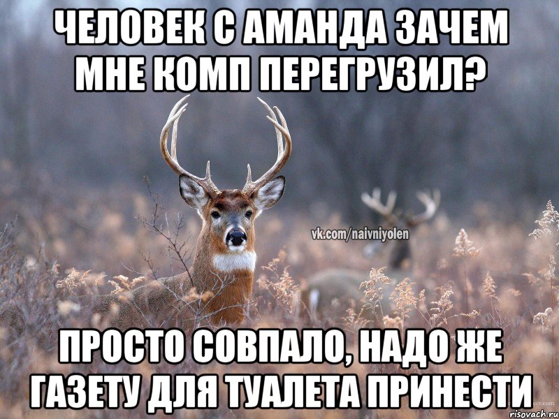 Человек с Аманда зачем мне комп перегрузил? Просто совпало, надо же газету для туалета принести, Мем   Наивный олень