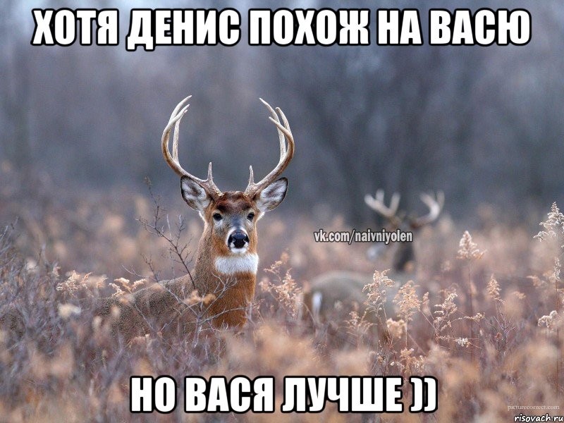 Хотя Денис похож на Васю Но Вася лучше )), Мем   Наивный олень