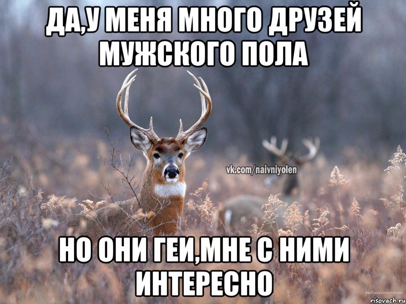 ДА,У МЕНЯ МНОГО ДРУЗЕЙ МУЖСКОГО ПОЛА НО ОНИ ГЕИ,МНЕ С НИМИ ИНТЕРЕСНО, Мем   Наивный олень