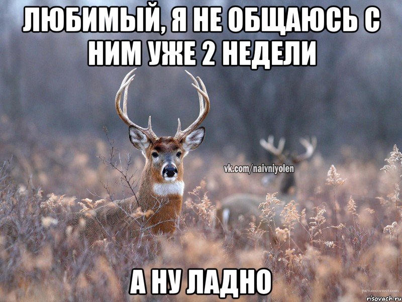 Любимый, я не общаюсь с ним уже 2 недели А ну ладно, Мем   Наивный олень