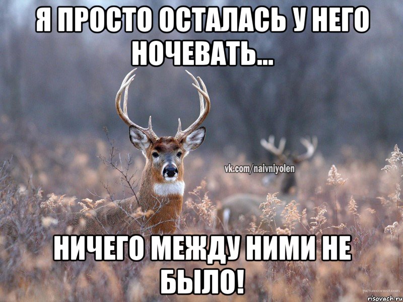 Я просто осталась у него ночевать... Ничего между ними не было!, Мем   Наивный олень