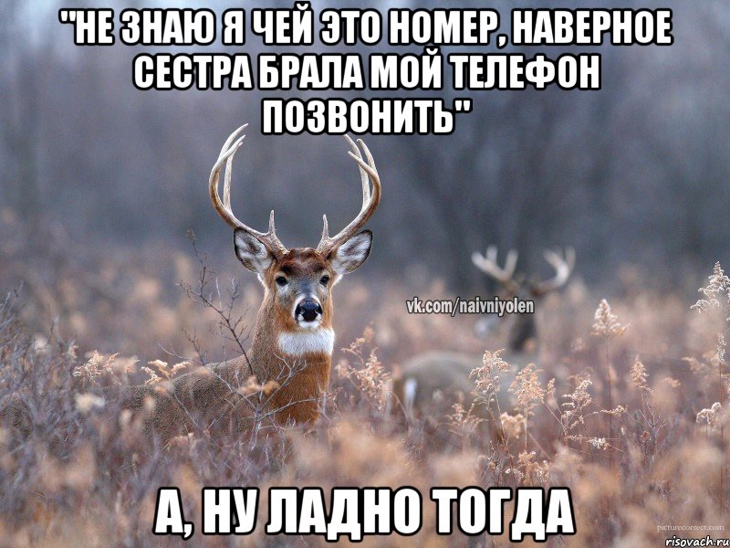 "не знаю я чей это номер, наверное сестра брала мой телефон позвонить" а, ну ладно тогда, Мем   Наивный олень