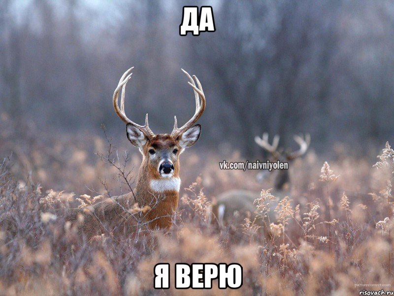 Да Я верю, Мем   Наивный олень