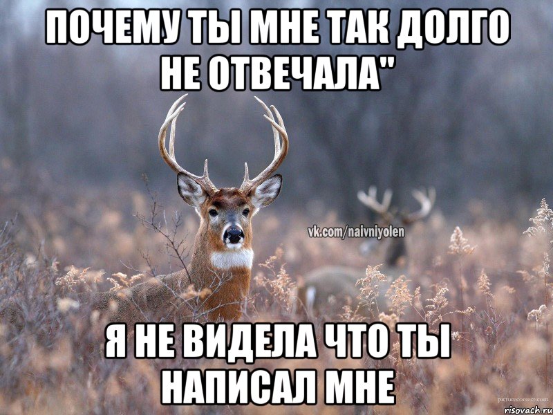 Почему ты мне так долго не отвечала" Я не видела что ты написал мне, Мем   Наивный олень