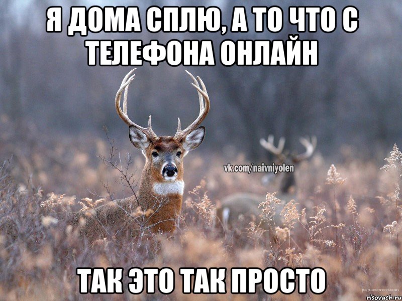 я дома сплю, а то что с телефона онлайн так это так просто, Мем   Наивный олень