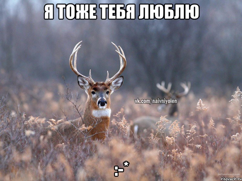 Я тоже тебя люблю :-*, Мем   Наивный олень