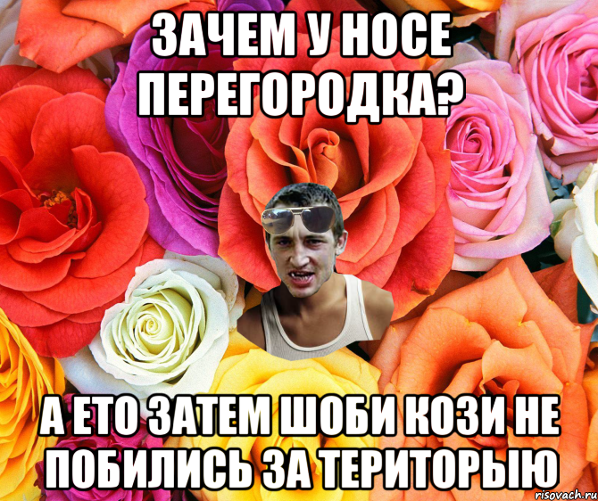 зачем у носе перегородка? а ето затем шоби кози не побились за територыю, Мем  пацанчо