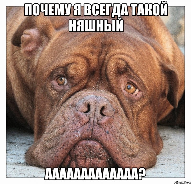 ПОЧЕМУ Я ВСЕГДА ТАКОЙ НЯШНЫЙ ААААААААААААА?, Мем песа