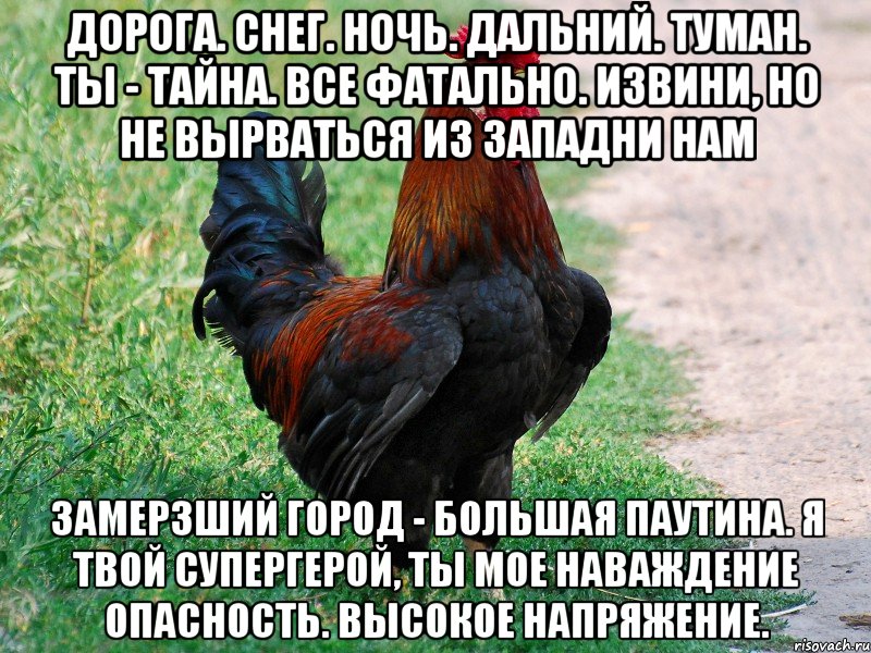 Дорога. Снег. Ночь. Дальний. туман. Ты - тайна. Все фатально. Извини, но не вырваться из западни нам Замерзший город - большая паутина. Я твой супергерой, ты мое наваждение Опасность. Высокое напряжение., Мем петух