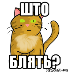 Што Блять?, Мем просто котэ