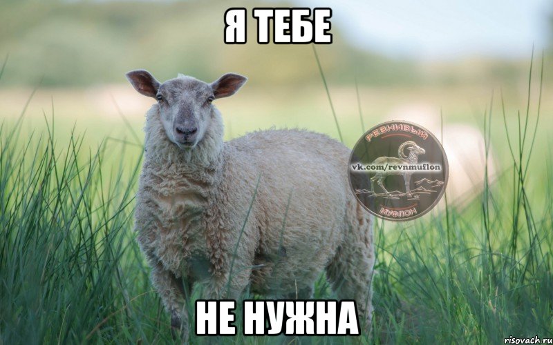 Я тебе не нужна, Мем  Создать мем Ревнивая Овечка 1