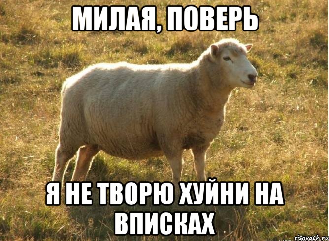 Милая, поверь я не творю хуйни на вписках, Мем Типичная овца