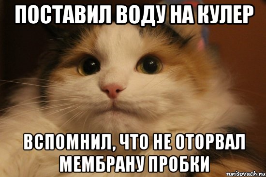 поставил воду на кулер вспомнил, что не оторвал мембрану пробки, Мем  Кот в недоразумении