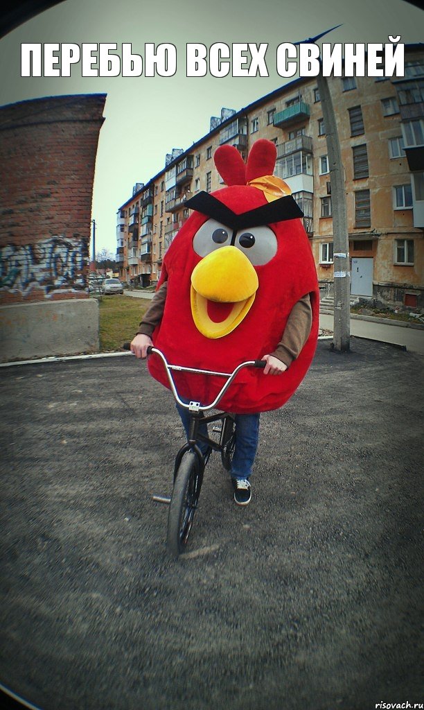 Перебью всех свиней , Комикс  Angry bird на велике