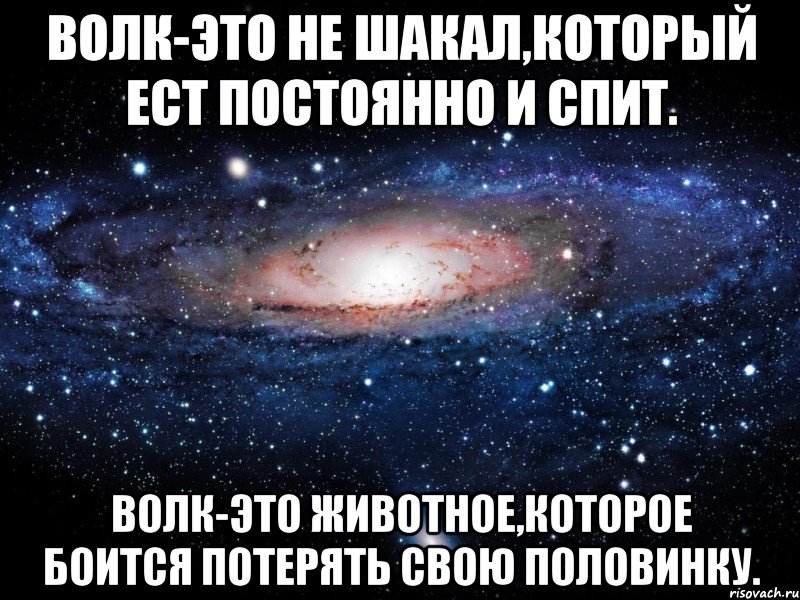 Волк-это не шакал,который ест постоянно и спит. Волк-это животное,которое боится потерять свою половинку., Мем Вселенная