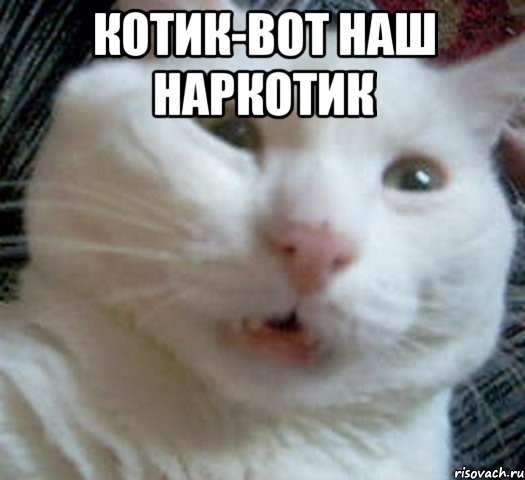 котик-вот наш наркотик 